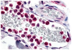 EMR3 Rabbit anti-Human, Polyclonal Antibody, Abnova 50 &mu;g | Buy Online | Abnova | Fisher Scientific