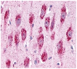GPR3 Rabbit anti-Hamster, Human, Monkey, Mouse, Rat, Polyclonal Antibody, Abnova 50 &mu;g | Buy Online | Abnova Corporation | Fisher Scientific