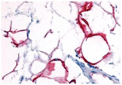 GPR109B Rabbit anti-Human, Polyclonal Antibody, Abnova 50&mu;g; Unlabeled:Antibodies,