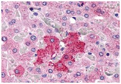 GPR153 Rabbit anti-Bovine, Dog, Hamster, Human, Monkey, Mouse, Pig, Rabbit, Rat, Polyclonal Antibody, Abnova 50 &mu;g | Buy Online | Abnova Corporation | Fisher Scientific