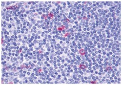 GPR137 Rabbit anti-Dog, Horse, Human, Monkey, Mouse, Pig, Rat, Polyclonal Antibody, Abnova 50 &mu;g | Buy Online | Abnova Corporation | Fisher Scientific