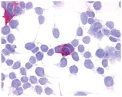 GPR35 Rabbit anti-Human, Polyclonal Antibody, Abnova 50&mu;g; Unlabeled:Antibodies,