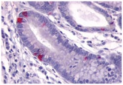 GPR148 Rabbit anti-Human, Monkey, Polyclonal Antibody, Abnova 50 &mu;g | Buy Online | Abnova Corporation | Fisher Scientific