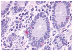 GPR148 Rabbit anti-Human, Monkey, Polyclonal Antibody, Abnova 50&mu;g;