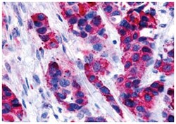 GPER Rabbit anti-Human, Polyclonal Antibody, Abnova 50 &mu;g | Buy Online | Abnova Corporation | Fisher Scientific