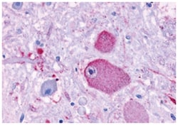 GPR37 Rabbit anti-Human, Polyclonal Antibody, Abnova 50&mu;g; Unlabeled:Antibodies,