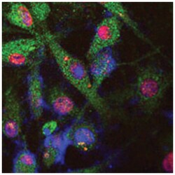 LRRK2 Rabbit anti-Human, Polyclonal Antibody, Abnova 400 &mu;L | Buy Online | Abnova Corporation | Fisher Scientific