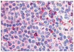GPR132 Rabbit anti-Human, Polyclonal Antibody, Abnova 50&mu;g; Unlabeled:Antibodies,