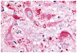 GPR151 Rabbit anti-Human, Polyclonal Antibody, Abnova 50 &mu;g | Buy Online | Abnova | Fisher Scientific