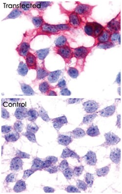 GPR17 Rabbit anti-Human, Polyclonal Antibody, Abnova 50&mu;g; Unlabeled:Anticuerpos