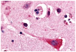 GPR17 Rabbit anti-Human, Polyclonal Antibody, Abnova 50&mu;g; Unlabeled:Anticuerpos