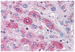 GCGR Rabbit anti-Human, Monkey, Polyclonal Antibody, Abnova 50 &mu;g | Buy Online | Abnova Corporation | Fisher Scientific
