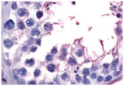 GPR149 Rabbit anti-Human, Polyclonal Antibody, Abnova 50&mu;g; Unlabeled:Antibodies,