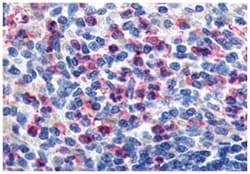 FFAR2 Rabbit anti-Human, Monkey, Polyclonal Antibody, Abnova 50 &mu;g | Buy Online | Abnova Corporation | Fisher Scientific