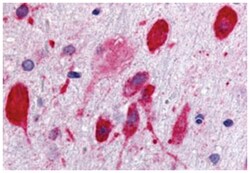 GPR171 Rabbit anti-Bovine, Dog, Human, Rat, Polyclonal Antibody, Abnova