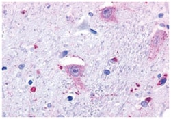 GPR37 Rabbit anti-Human, Polyclonal Antibody, Abnova 50&mu;g; Unlabeled:Antibodies,