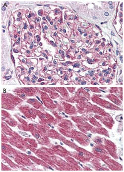 GPR116 Rabbit anti-Human, Polyclonal Antibody, Abnova 50 &mu;g | Buy Online | Abnova | Fisher Scientific