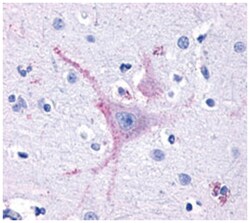 GPR32 Rabbit anti-Human, Polyclonal Antibody, Abnova 50&mu;g; Unlabeled:Antibodies,