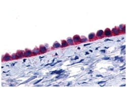 GPR133 Rabbit anti-Human, Polyclonal Antibody, Abnova 50 &mu;g | Buy Online | Abnova Corporation | Fisher Scientific