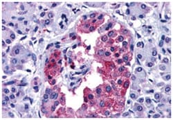 GIPR Rabbit anti-Human, Monkey, Polyclonal Antibody, Abnova 50&mu;g; Unlabeled:Antibodies,