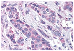 GPER Rabbit anti-Human, Polyclonal Antibody, Abnova 50 &mu;g | Buy Online | Abnova Corporation | Fisher Scientific
