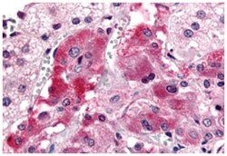 GPR108 Rabbit anti-Human, Polyclonal Antibody, Abnova 50 &mu;g | Buy Online | Abnova | Fisher Scientific