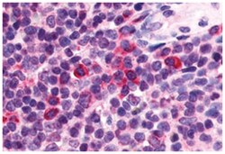 P2RY13 Rabbit anti-Human, Polyclonal Antibody, Abnova 50 &mu;g | Buy Online | Abnova | Fisher Scientific