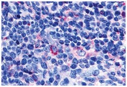 GPR65 Rabbit anti-Human, Polyclonal Antibody, Abnova 50&mu;g; Unlabeled:Antibodies,