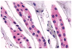 GPR98 Rabbit anti-Horse, Human, Polyclonal Antibody, Abnova 50&mu;g; Unlabeled:Antibodies,