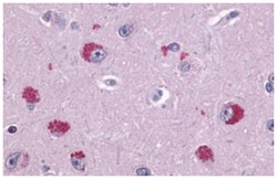 TAAR1 Rabbit anti-Human, Rat, Polyclonal Antibody, Abnova 50&mu;g; Unlabeled:Anticorps,