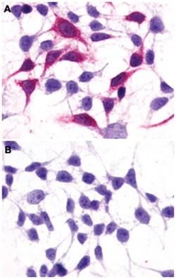 GRM3 Rabbit anti-Bovine, Horse, Human, Monkey, Pig, Polyclonal Antibody,