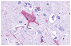 GRM1 Rabbit anti-Human, Monkey, Polyclonal Antibody, Abnova 50 &mu;g | Buy Online | Abnova Corporation | Fisher Scientific