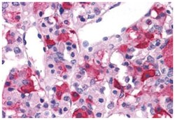 GRM3 Rabbit anti-Bovine, Hamster, Horse, Human, Monkey, Mouse, Pig, Rat,