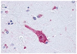 OPRM1 Rabbit anti-Bovine, Dog, Hamster, Human, Monkey, Pig, Polyclonal Antibody, Abnova 50 &mu;g | Buy Online | Abnova Corporation | Fisher Scientific