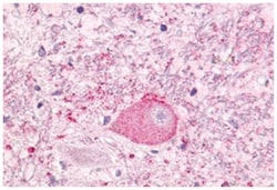 NTSR1 Rabbit anti-Human, Polyclonal Antibody, Abnova 50 &mu;g | Buy Online | Abnova Corporation | Fisher Scientific