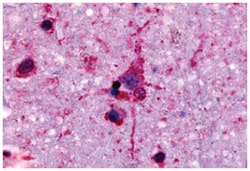 GPR45 Rabbit anti-Human, Monkey, Rabbit, Polyclonal Antibody, Abnova 50 &mu;g | Buy Online | Abnova Corporation | Fisher Scientific