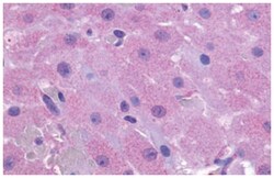 PTGFR Rabbit anti-Horse, Human, Monkey, Polyclonal Antibody, Abnova 50&mu;g;