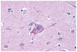 NPY5R Rabbit anti-Human, Polyclonal Antibody, Abnova 50 &mu;g | Buy Online | Abnova Corporation | Fisher Scientific