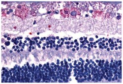 GPR75 Rabbit anti-Bovine, Chicken, Hamster, Horse, Human, Monkey, Pig, Rabbit, Rat, Polyclonal Antibody, Abnova 50 &mu;g | Buy Online | Abnova | Fisher Scientific