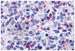 P2RY13 Rabbit anti-Bovine, Human, Monkey, Pig, Rabbit, Polyclonal Antibody,