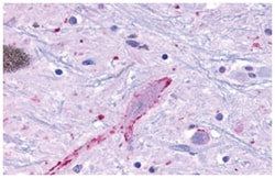 MRGF Rabbit anti-Bovine, Dog, Hamster, Horse, Human, Monkey, Mouse, Pig,