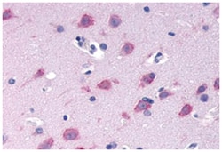 GPRC6A Rabbit anti-Human, Monkey, Polyclonal Antibody, Abnova 50 &mu;g | Buy Online | Abnova Corporation | Fisher Scientific