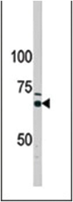 ADCK5 Rabbit anti-Human, Polyclonal Antibody, Abnova 400 &mu;L | Buy Online | Abnova Corporation | Fisher Scientific