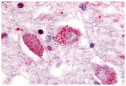 GPR85 Rabbit anti-Bovine, Chicken, Dog, Hamster, Horse, Human, Monkey,