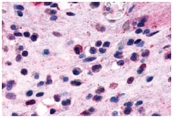 GPR44 Rabbit anti-Human, Monkey, Polyclonal Antibody, Abnova 50 &mu;g | Buy Online | Abnova | Fisher Scientific