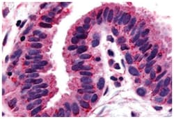 GPRC5A Rabbit anti-Human, Polyclonal Antibody, Abnova 50&mu;g; Unlabeled:Antibodies,