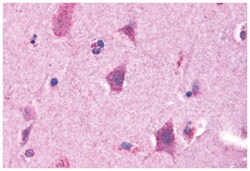 GPRC5B Rabbit anti-Bovine, Dog, Horse, Human, Monkey, Mouse, Rabbit, Rat,