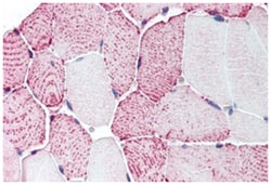 RXFP2 Rabbit anti-Human, Mouse, Polyclonal Antibody, Abnova 50 &mu;g | Buy Online | Abnova Corporation | Fisher Scientific