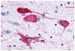 GPR83 Rabbit anti-Human, Polyclonal Antibody, Abnova 50 &mu;g | Buy Online | Abnova Corporation | Fisher Scientific