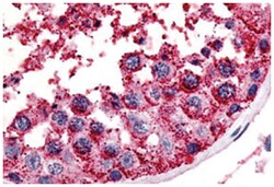 MC5R Rabbit anti-Human, Polyclonal Antibody, Abnova 50 &mu;g | Buy Online | Abnova Corporation | Fisher Scientific